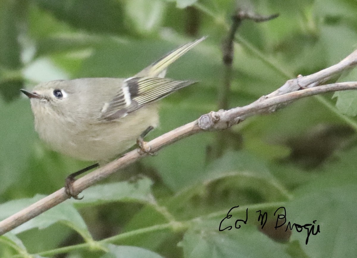 Ruby-crowned Kinglet - Ed M. Brogie