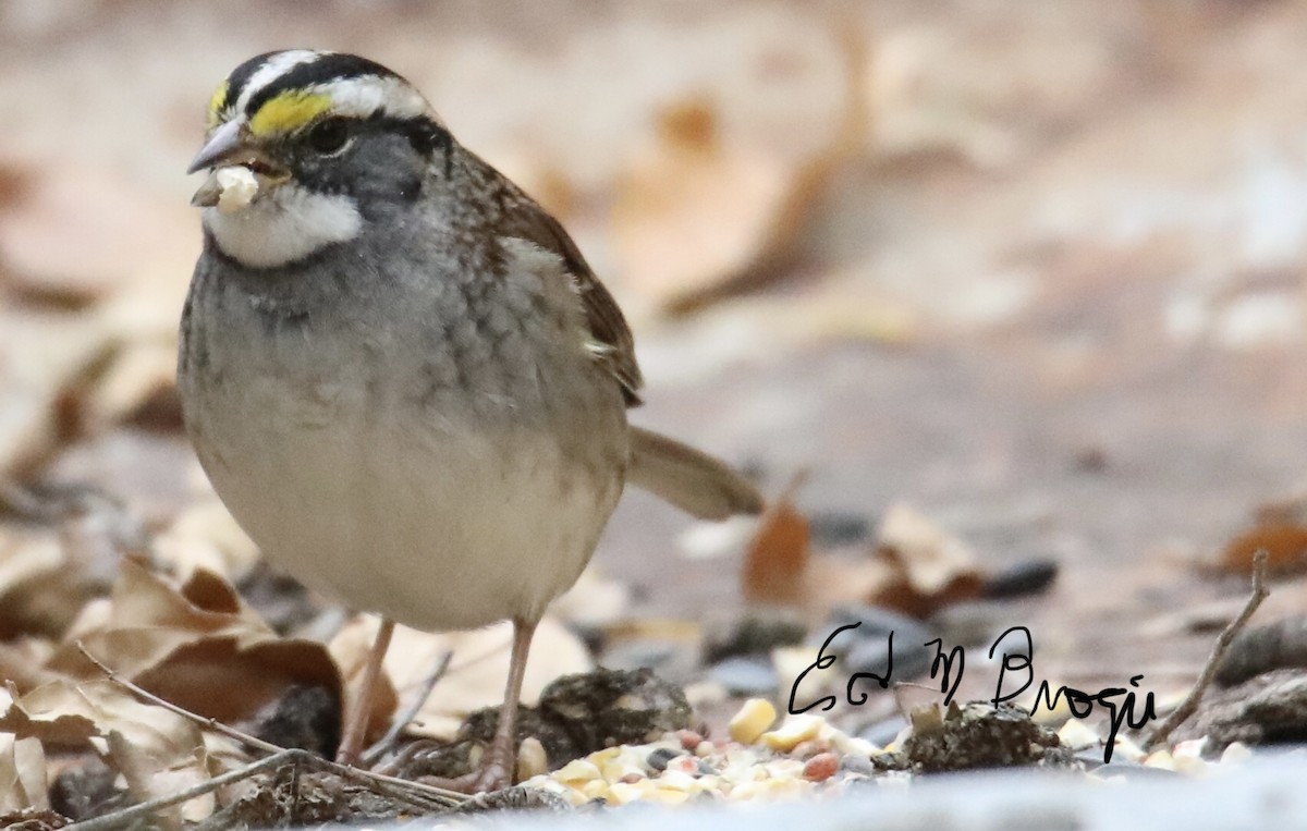 White-throated Sparrow - Ed M. Brogie
