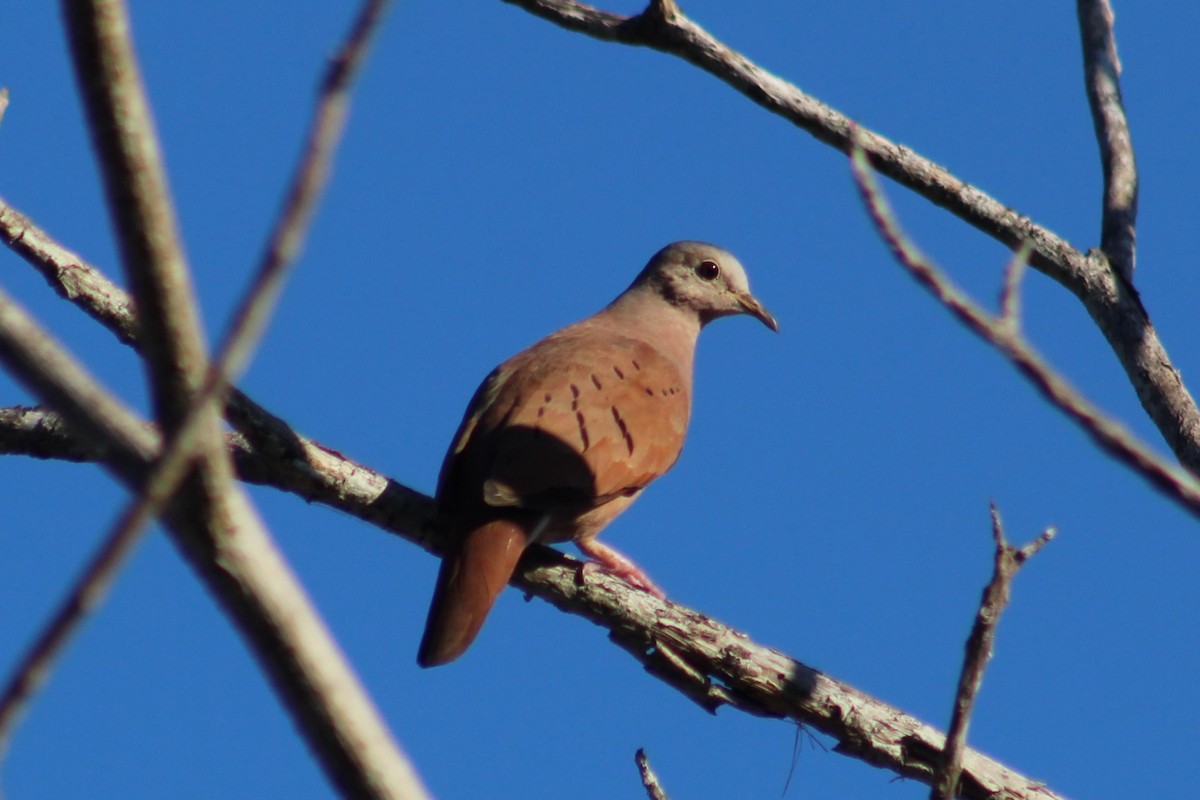 Ruddy Ground Dove - ML610333069