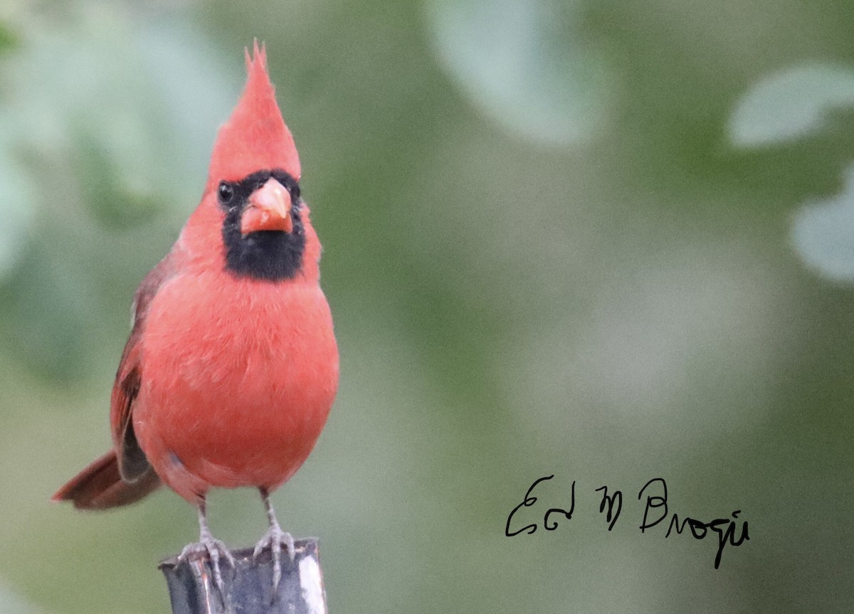 Northern Cardinal - Ed M. Brogie