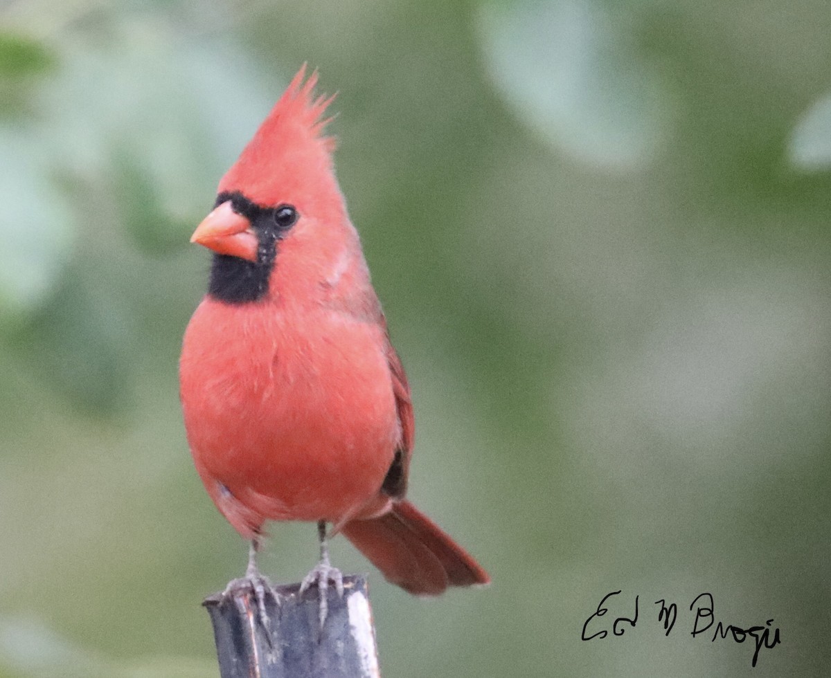 Northern Cardinal - Ed M. Brogie