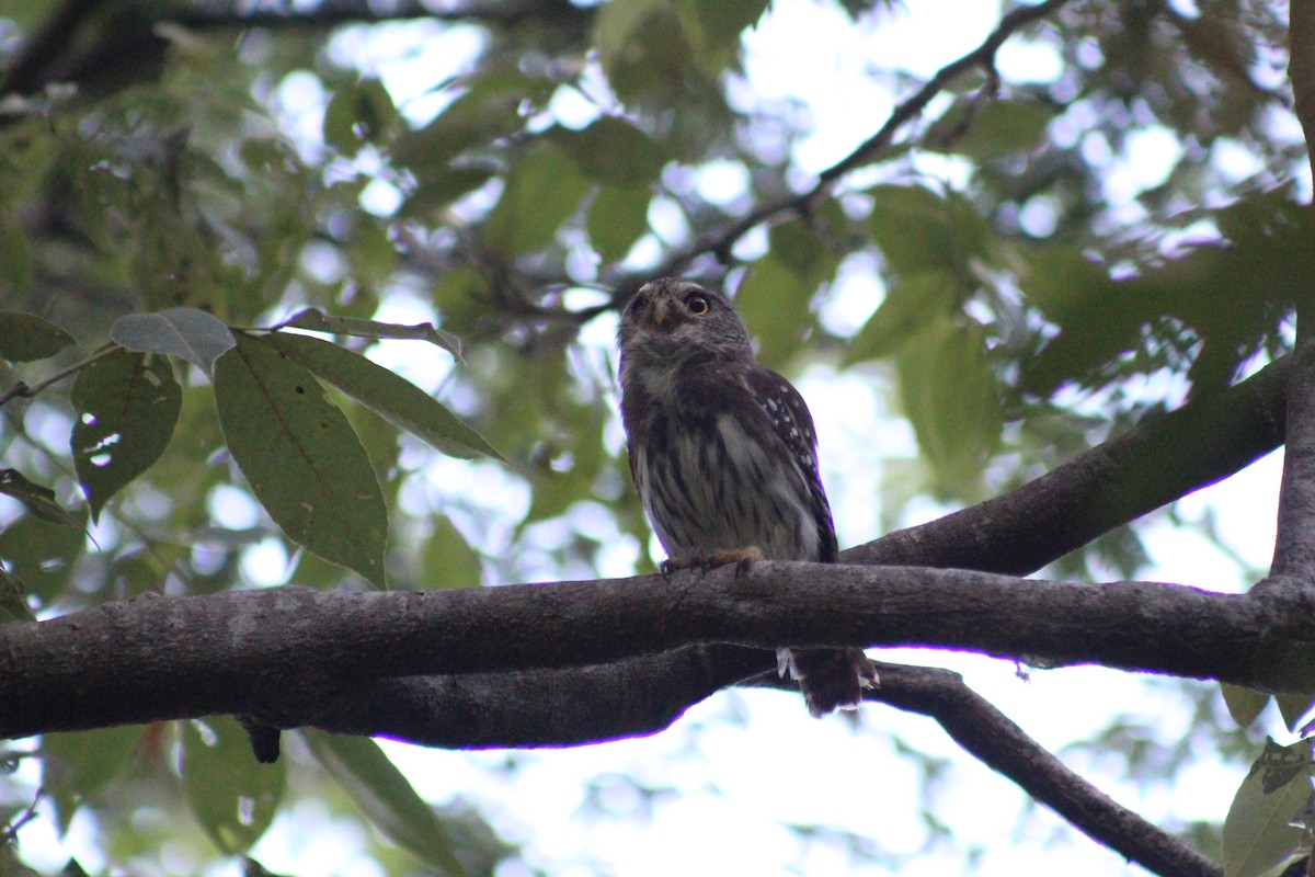 Ferruginous Pygmy-Owl - ML610333090