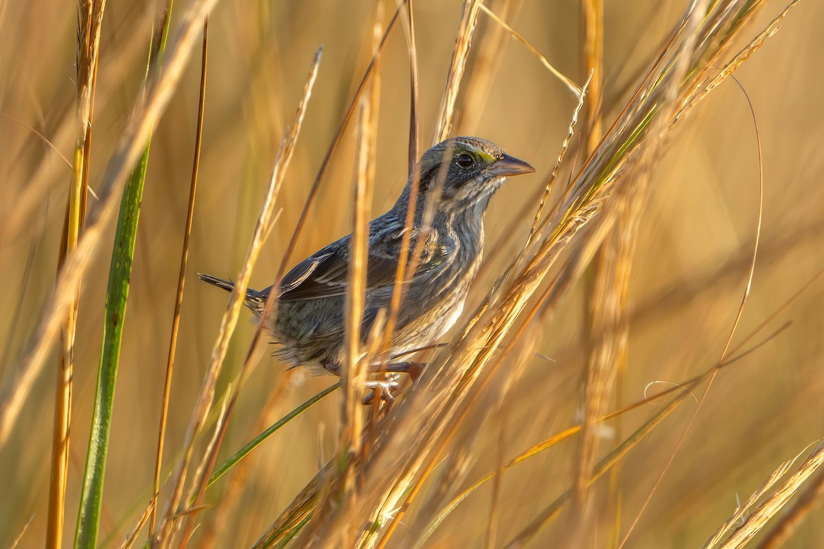 Seaside Sparrow - ML610333130