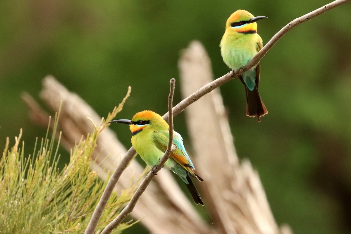 Rainbow Bee-eater - Miguel Angel Bean
