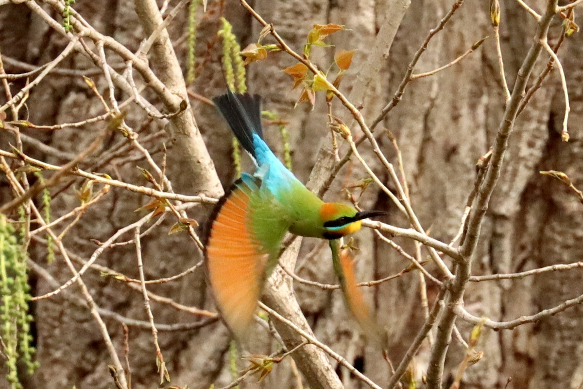 Rainbow Bee-eater - Miguel Angel Bean