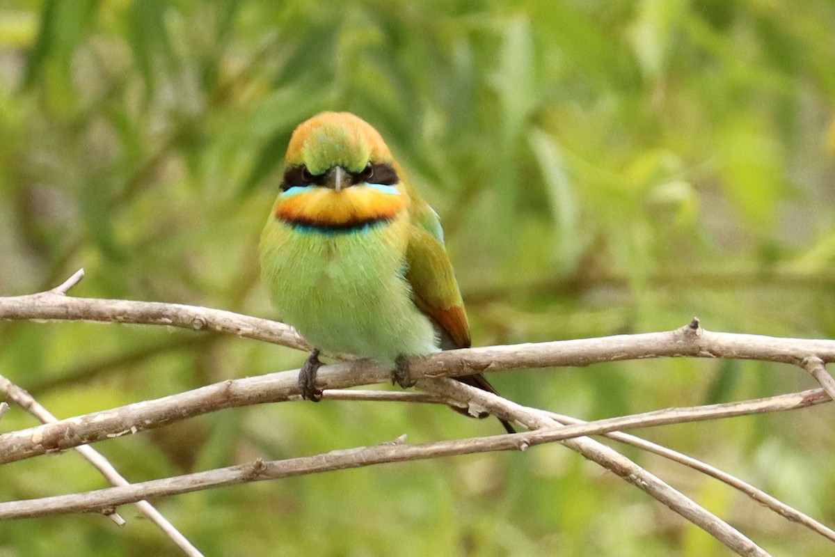 Rainbow Bee-eater - Miguel Angel Bean