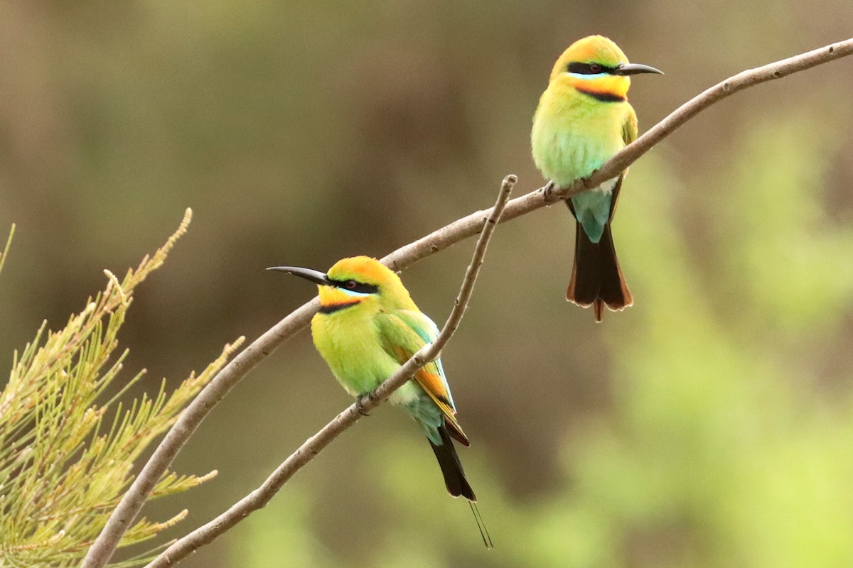 Rainbow Bee-eater - ML610333136