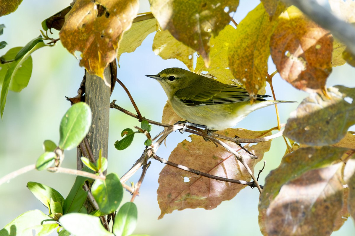 Tennessee Warbler - ML610333171