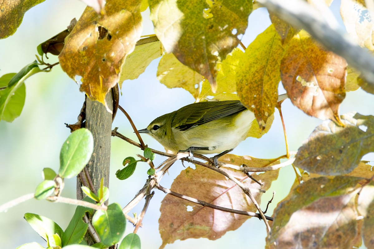 Tennessee Warbler - Alan Wells