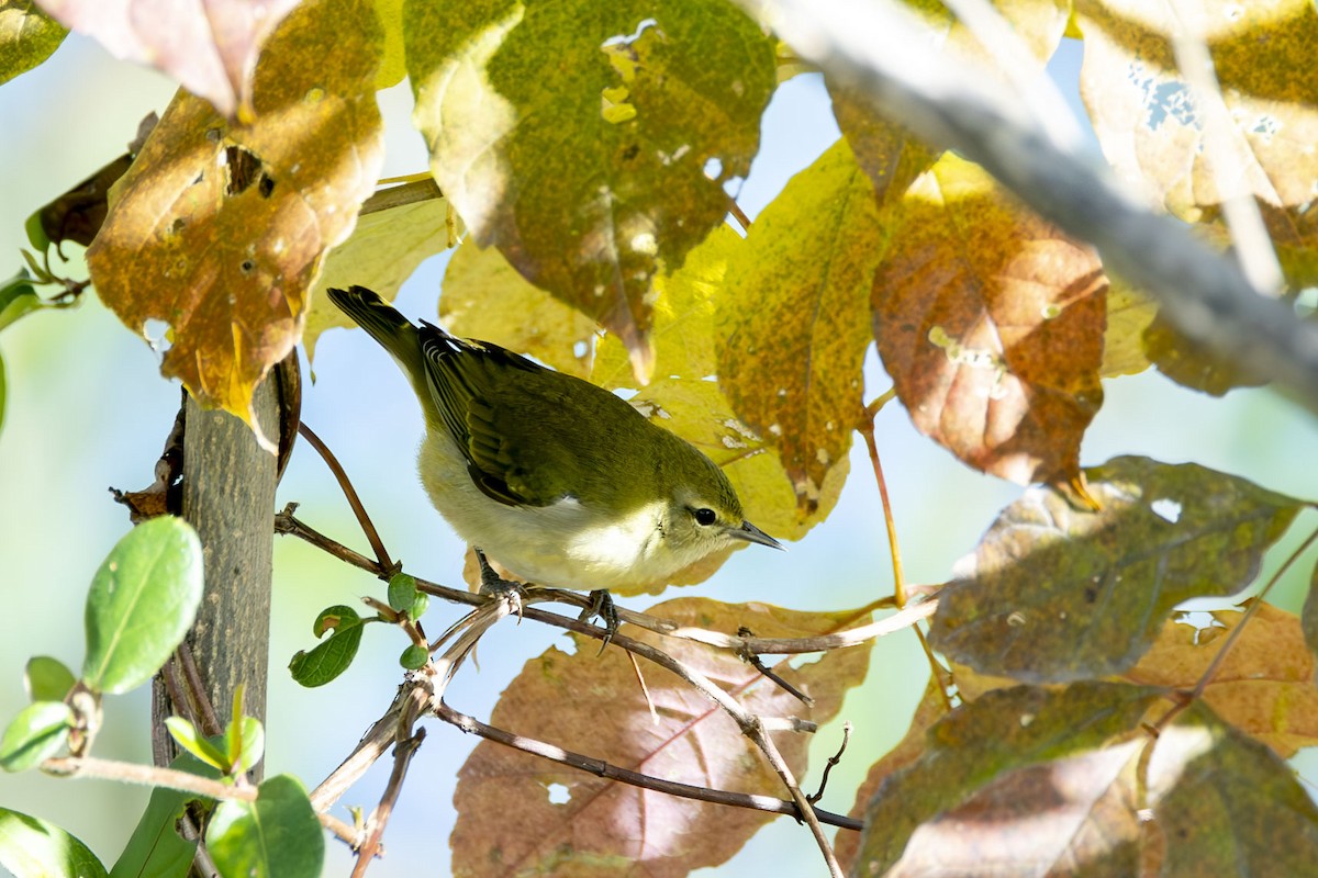 Tennessee Warbler - Alan Wells