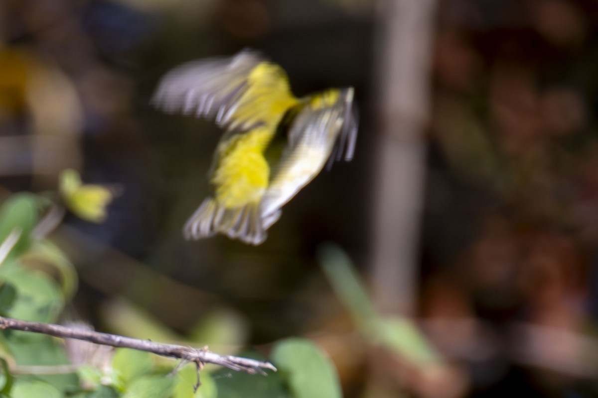 Tennessee Warbler - Alan Wells