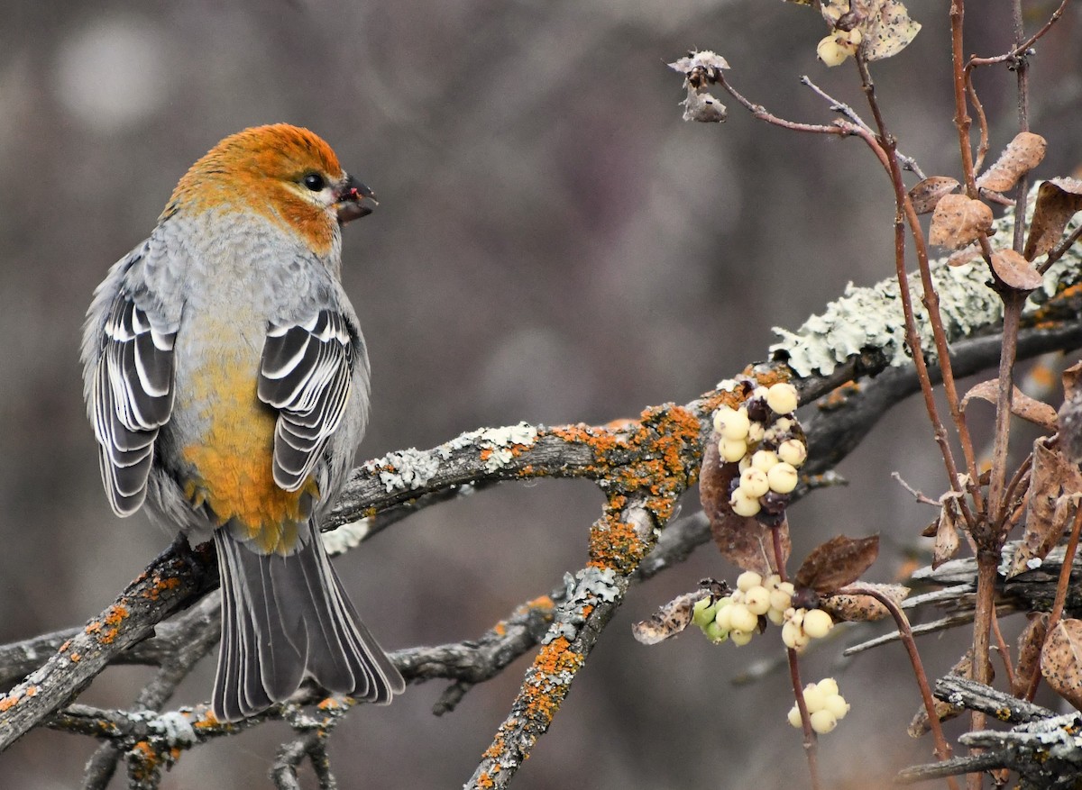 Pine Grosbeak - Gaylene Lazar