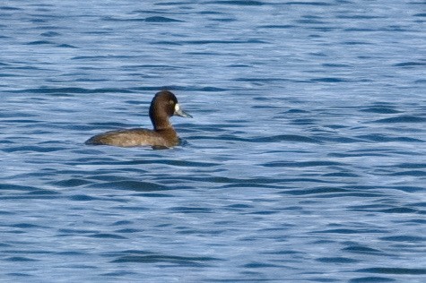 Lesser Scaup - ML610333257