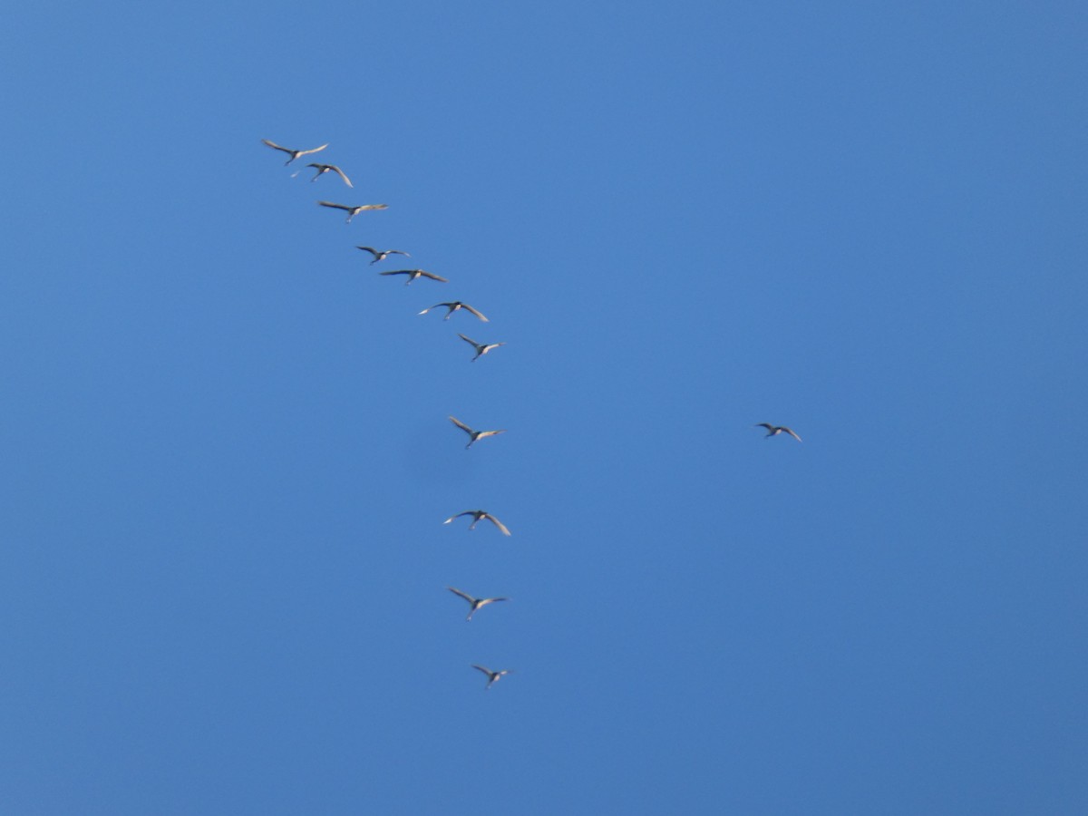 Tundra Swan - ML610333277