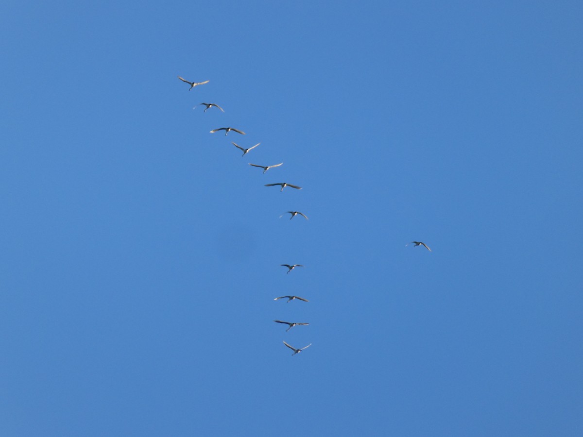 Tundra Swan - ML610333278