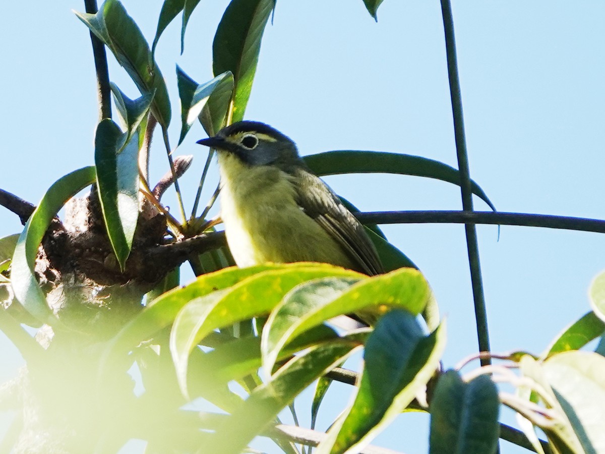 White-browed White-eye - ML610333361