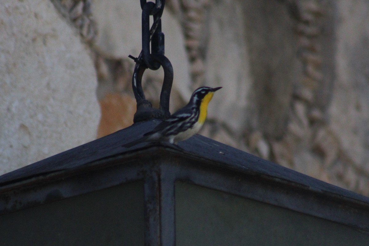 Yellow-throated Warbler - ML610333367