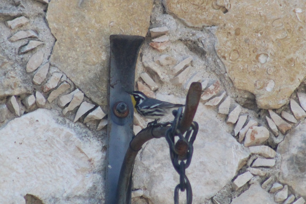 Yellow-throated Warbler - ML610333368