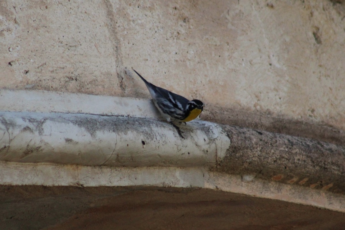 Yellow-throated Warbler - ML610333369
