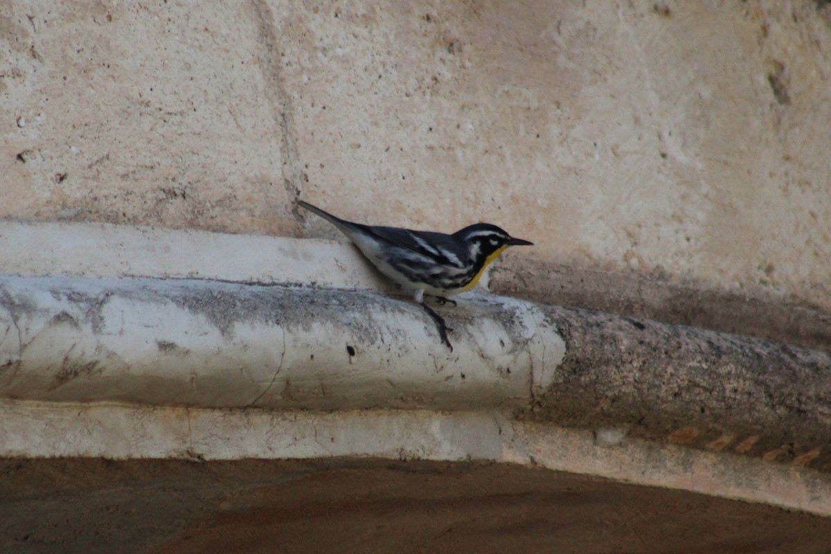Yellow-throated Warbler - ML610333371