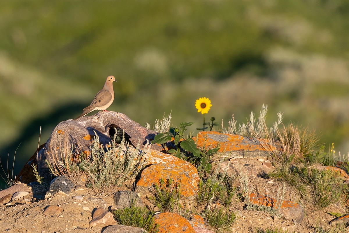 Mourning Dove - ML610333443