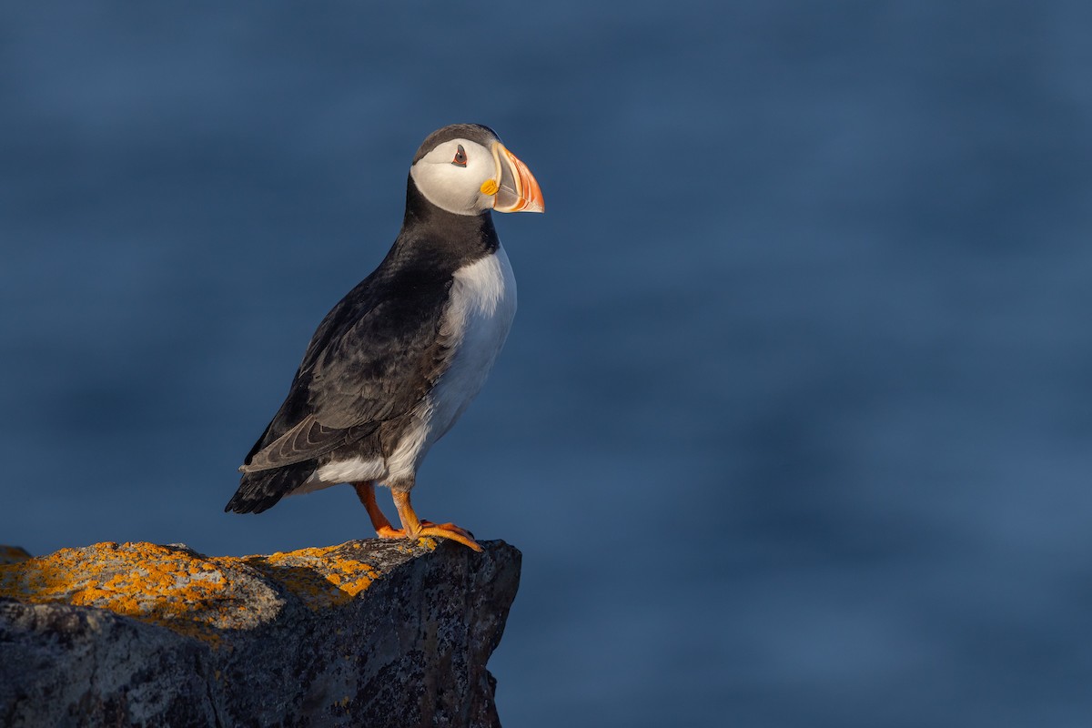 Atlantic Puffin - ML610333446