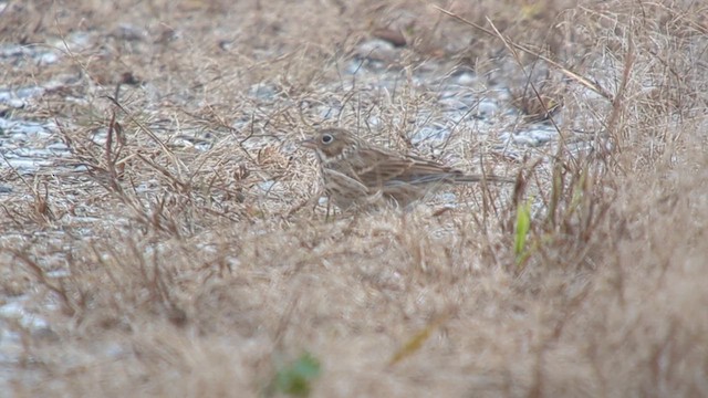 Vesper Sparrow - ML610333457