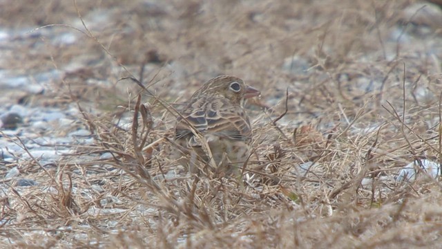 Vesper Sparrow - ML610333463