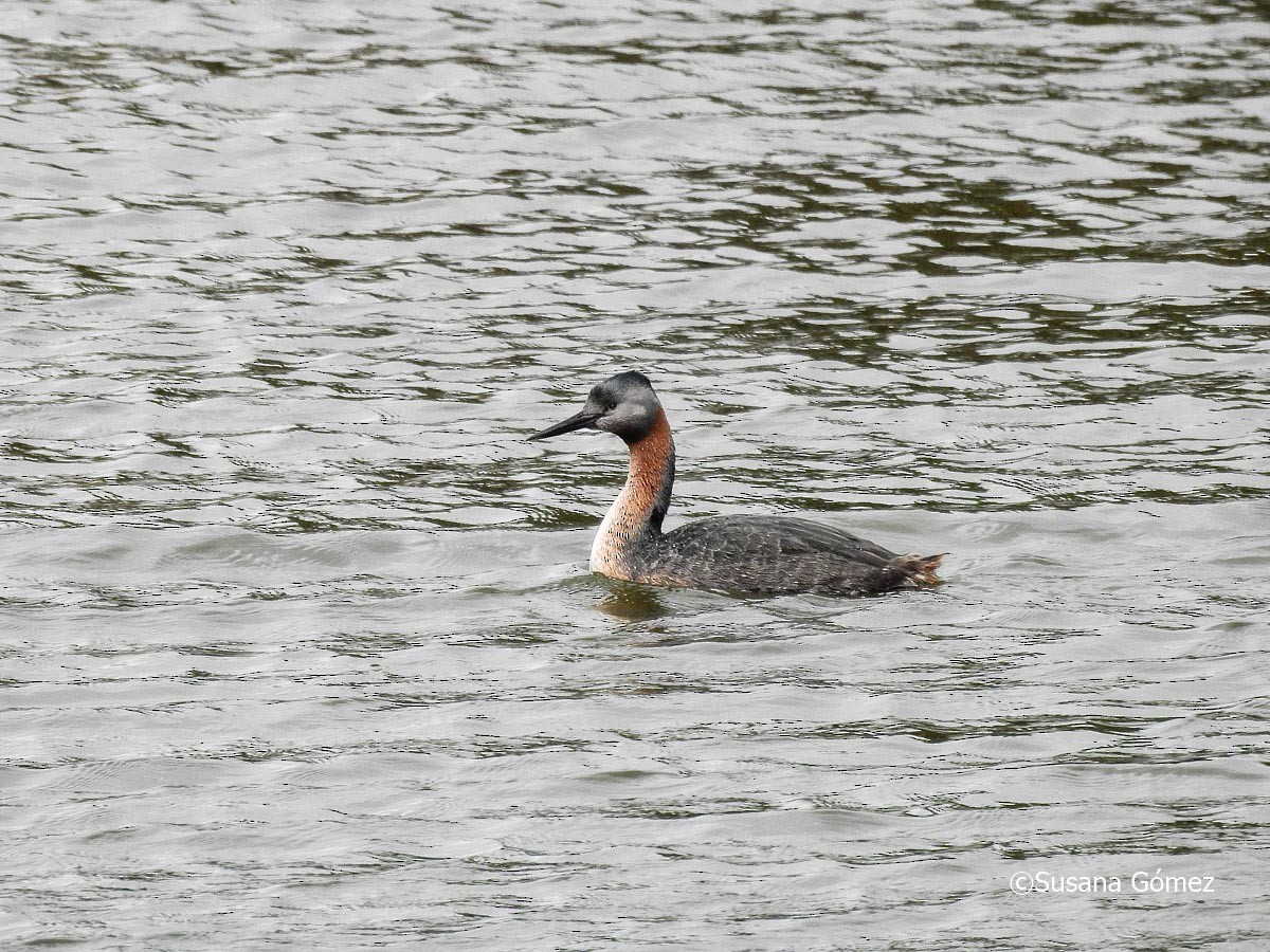 Great Grebe - Susana Gómez