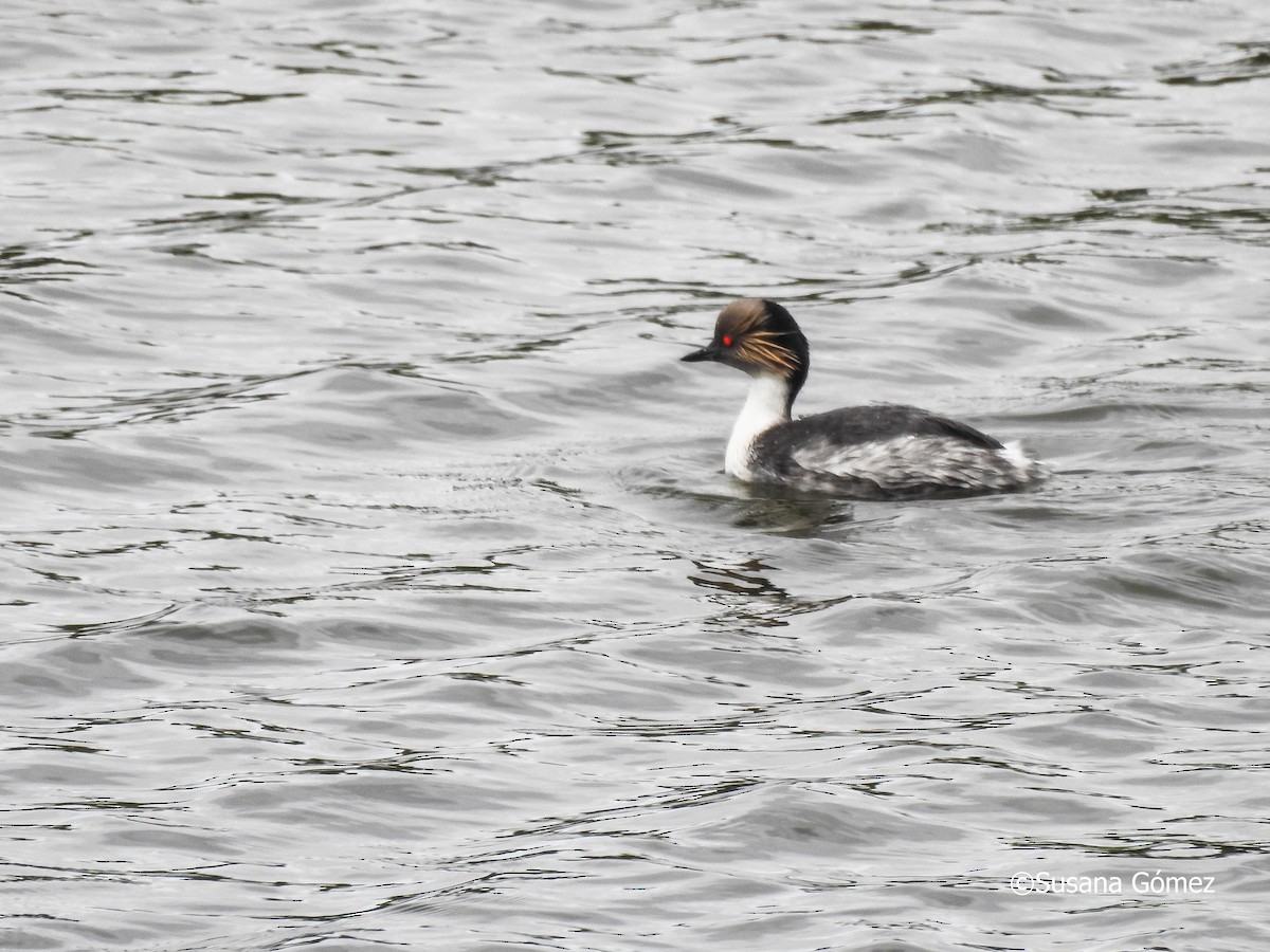 Silvery Grebe - Susana Gómez