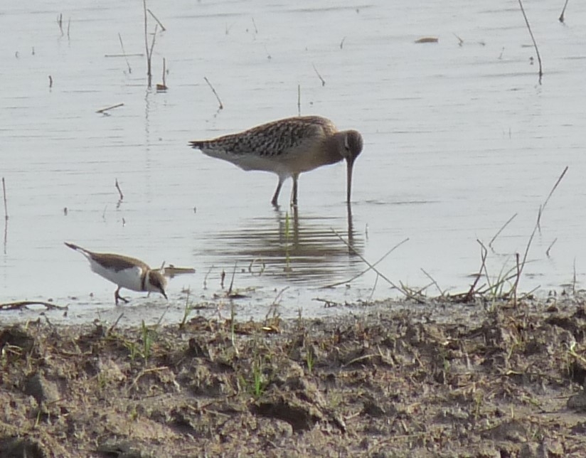 Bar-tailed Godwit - Jordi Miralles Garcia