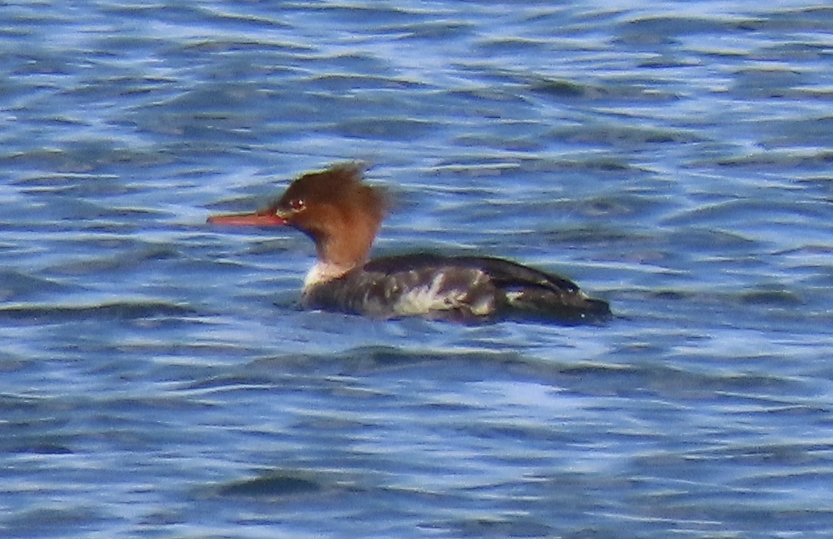 Red-breasted Merganser - ML610333502