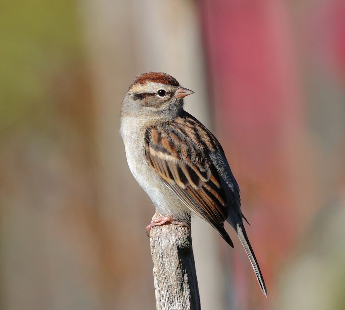 Chipping Sparrow - ML610333518