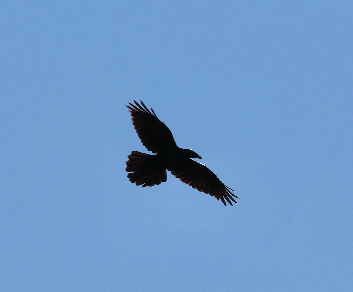 Common Raven - ML610333522