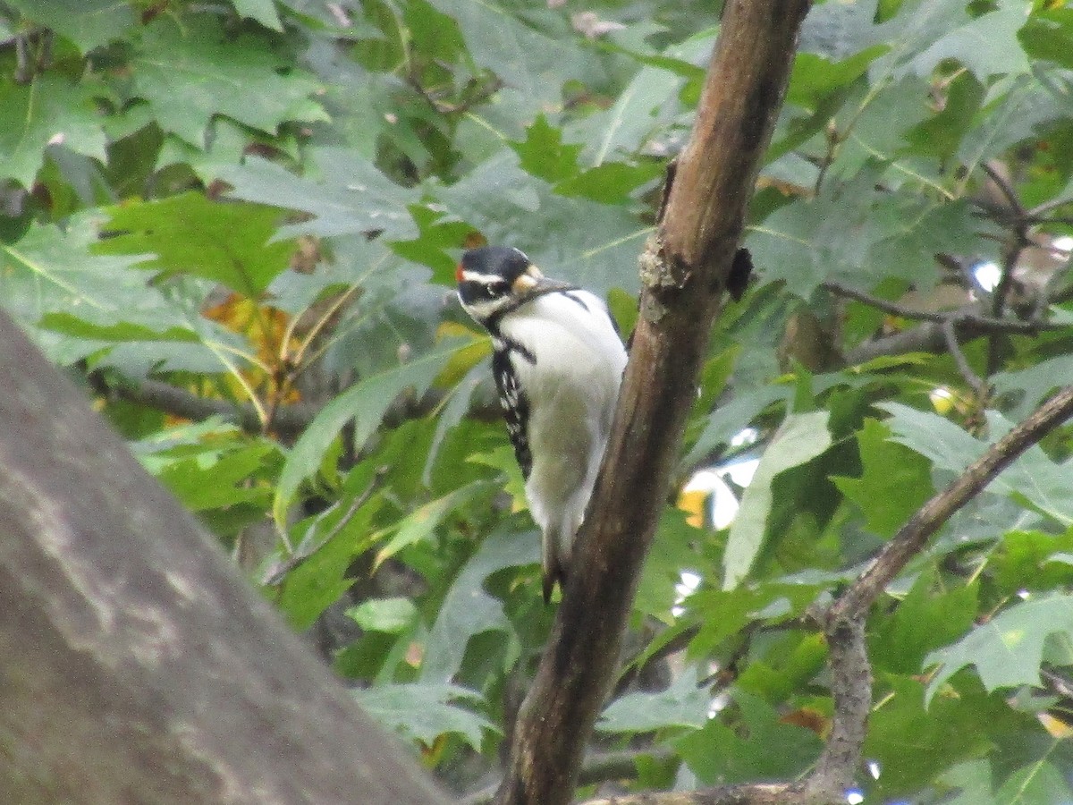 Hairy Woodpecker - ML610333527