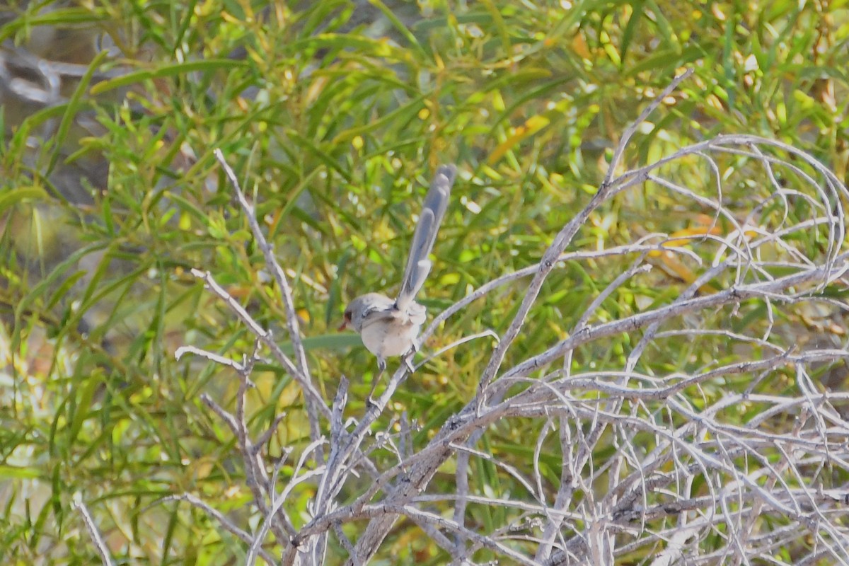 Purple-backed Fairywren - ML610333613