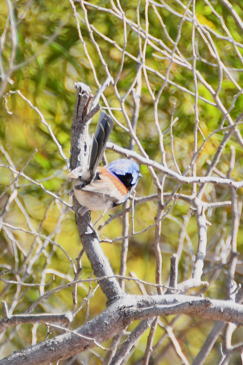 Purple-backed Fairywren - ML610333616