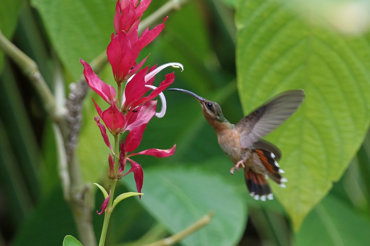Краснохвостый колибри-отшельник - ML610333619