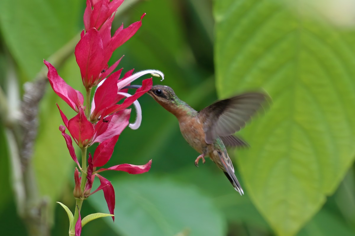 Краснохвостый колибри-отшельник - ML610333625