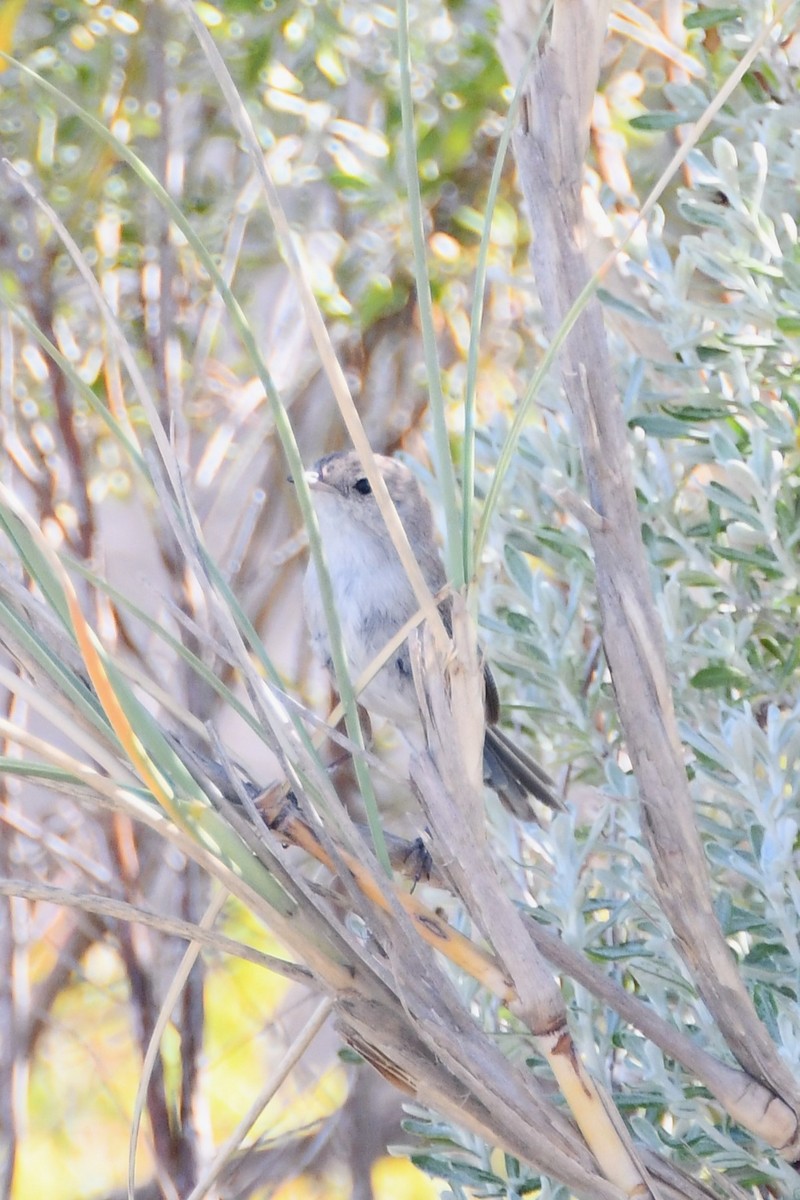 White-winged Fairywren - ML610333630