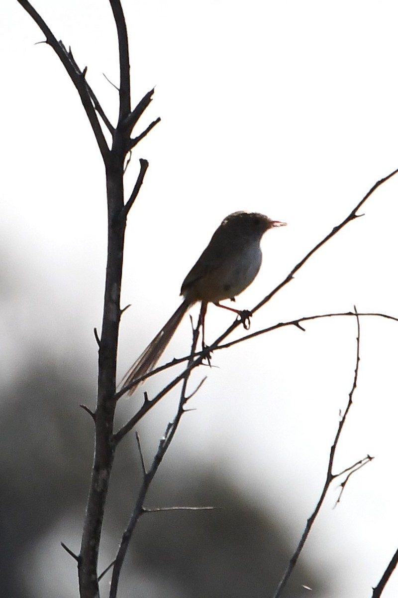 White-winged Fairywren - ML610333643