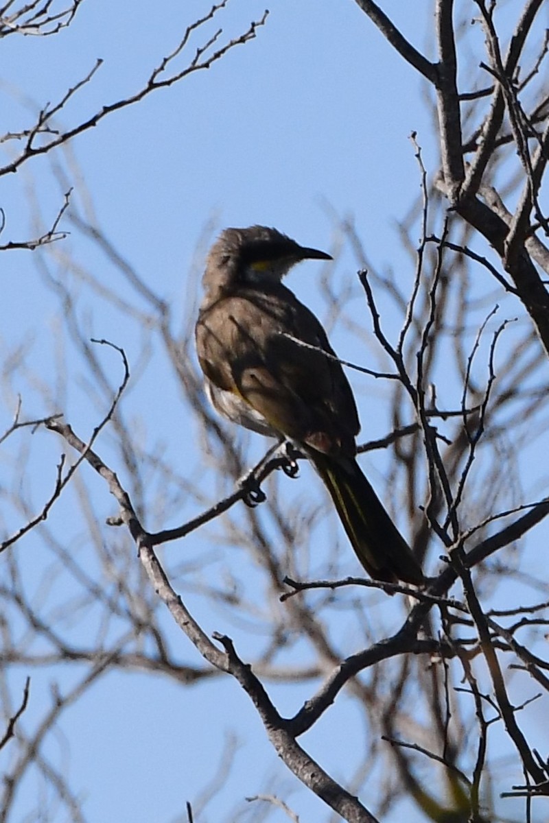 Singing Honeyeater - ML610333650