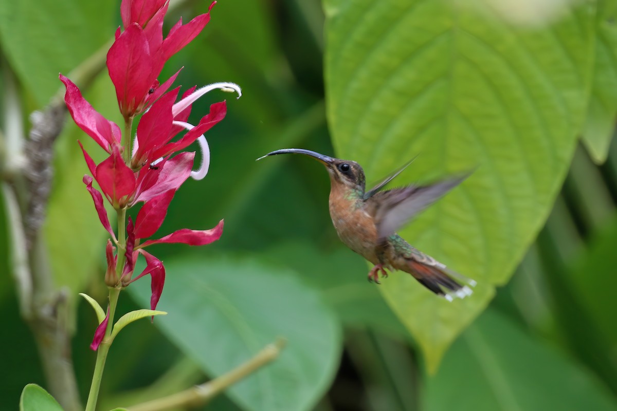 Rufous-breasted Hermit - ML610333656