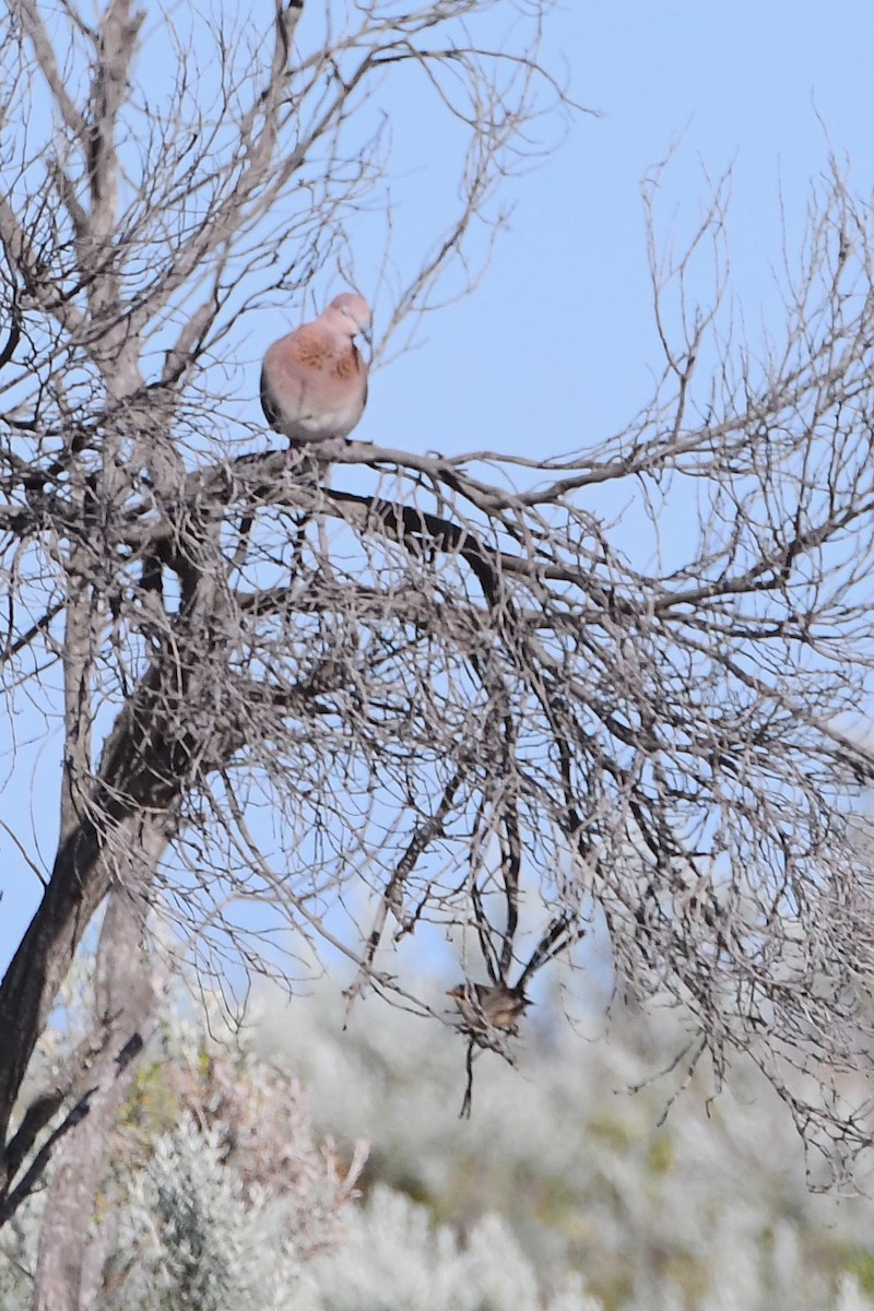 Laughing Dove - ML610333658