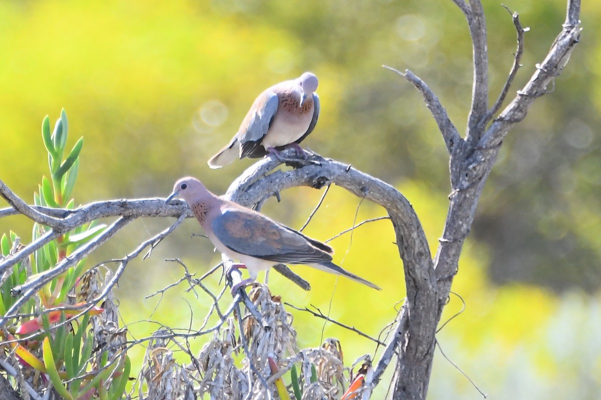 Laughing Dove - ML610333669