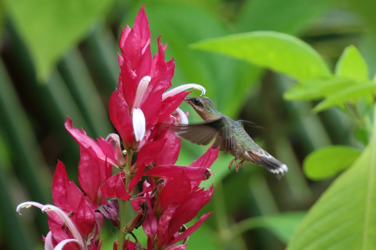 Краснохвостый колибри-отшельник - ML610333671