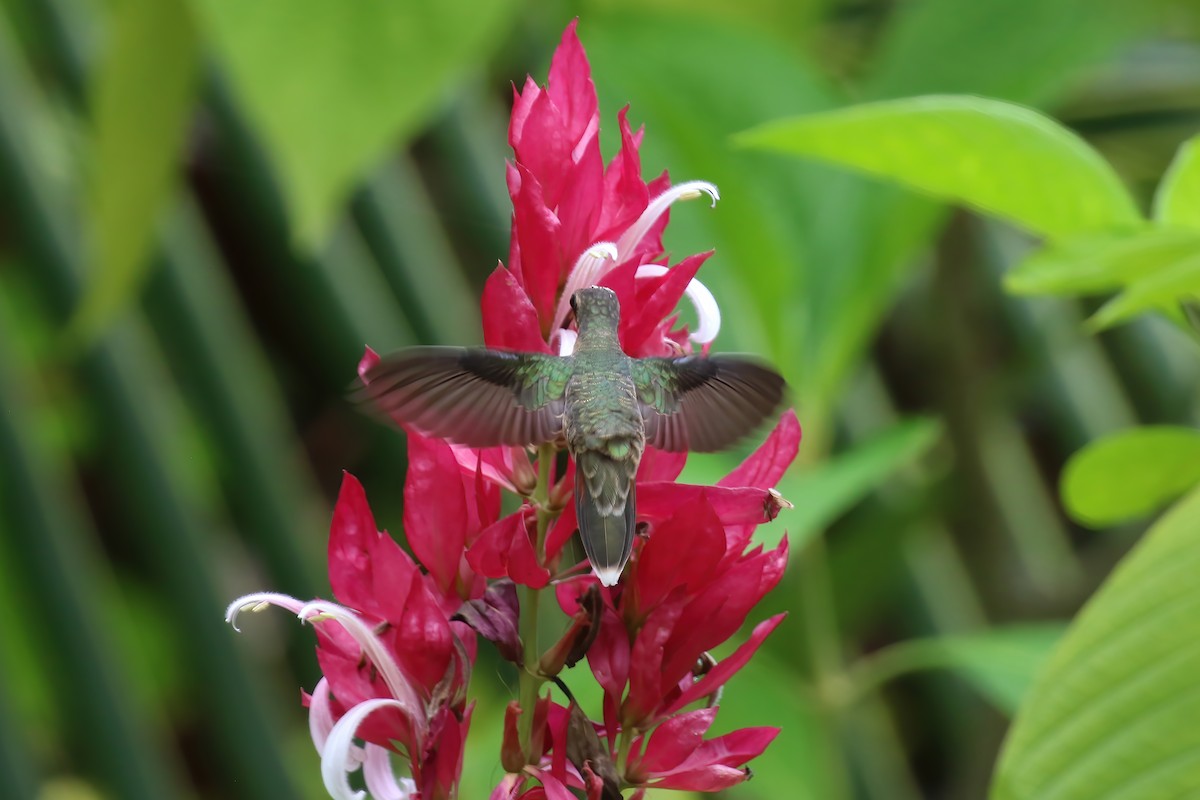 Rufous-breasted Hermit - ML610333678