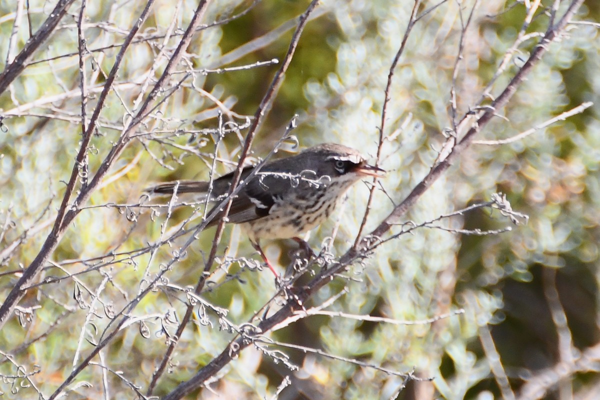 Spotted Scrubwren - ML610333688