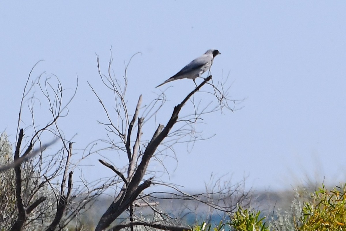 Black-faced Cuckooshrike - ML610333720