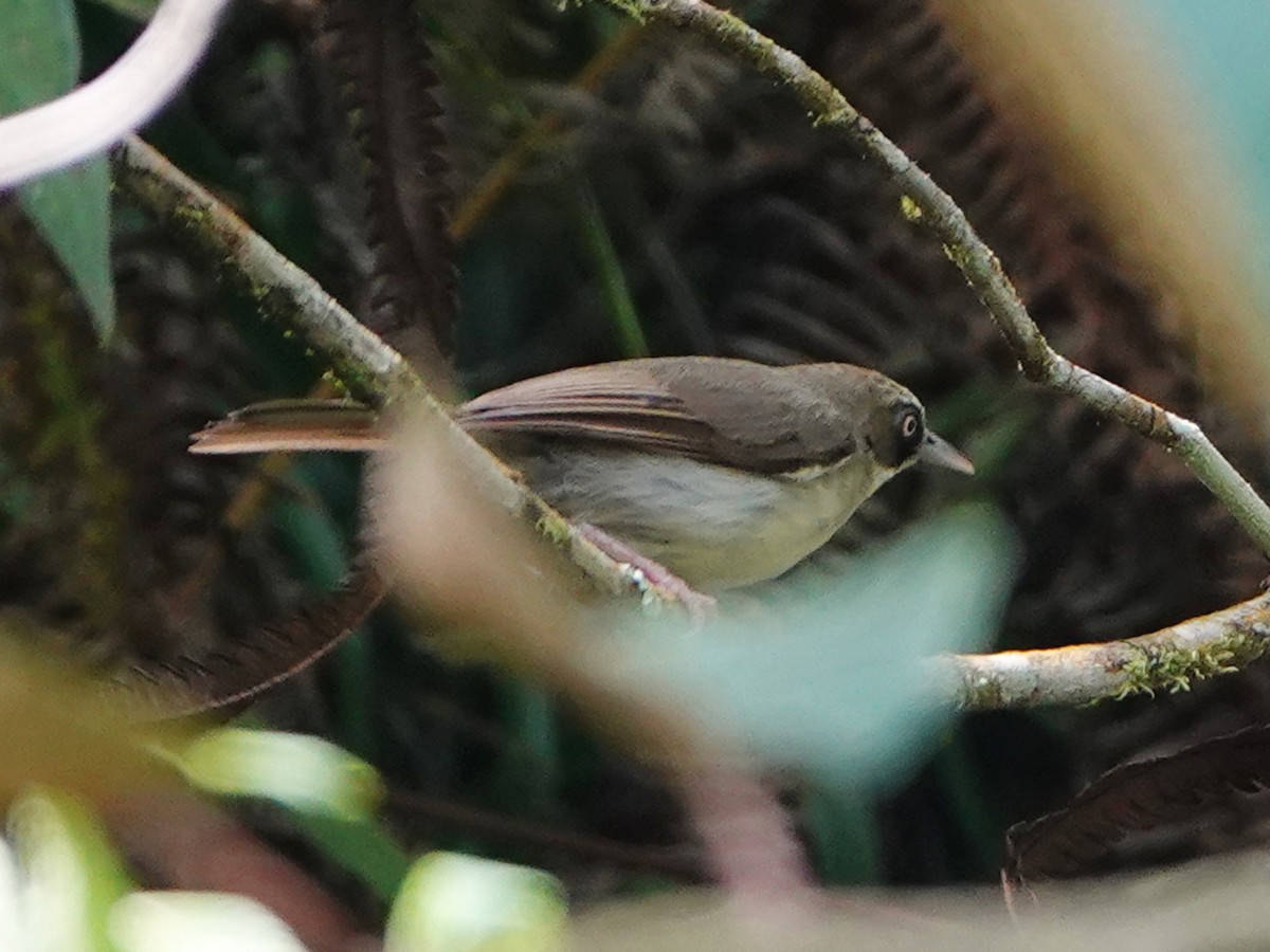 Zostérops à bec fort - ML610333725